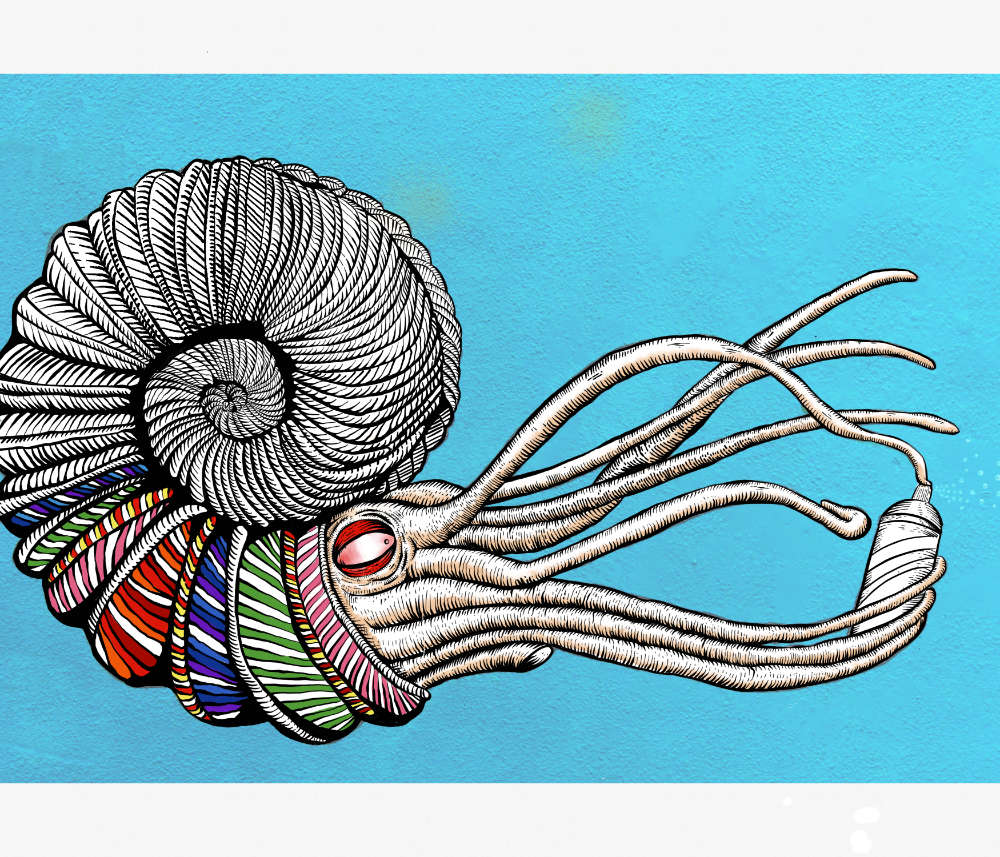 Colouring In Street Art Shell Octopus Download